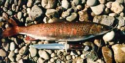 ������� �����